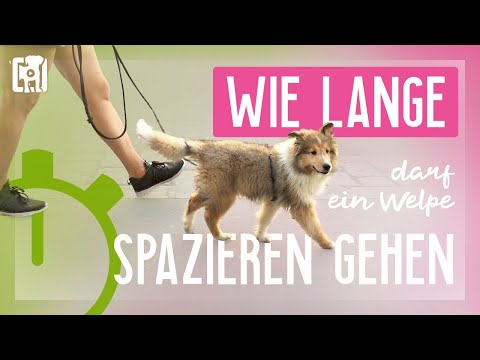 Wie lange darf ein Welpe spazieren gehen?