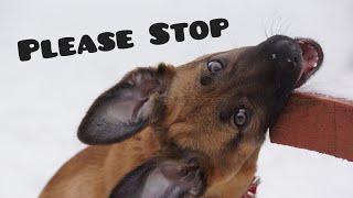 How to Teach Any Puppy to Stop Biting