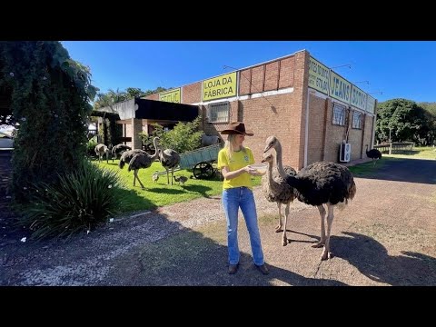 ESTOU NO MATO GROSSO DO SUL NA MAIOR FAZENDA DE AVESTRUZ DO MUNDO
