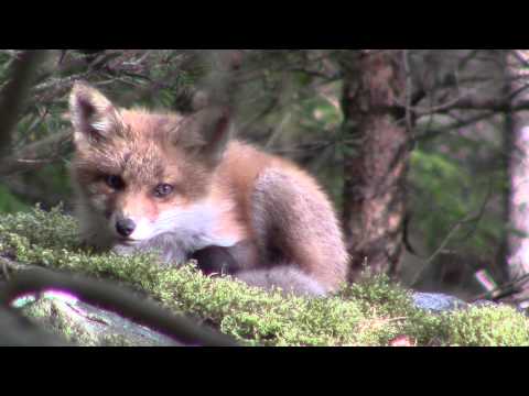 Close encounter with foxcub, Revevalper