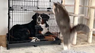 - ジョンの代わりに働くネコ…