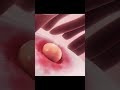 Ovulation Implantation Process Pregnancy Pregnancycare Shorts