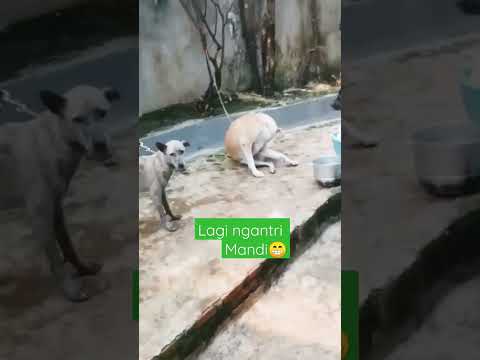 anjing lucu nunggu antrian||dogs#dogs #kulucu #anjinglucu #anjing #shortvideo #shorts