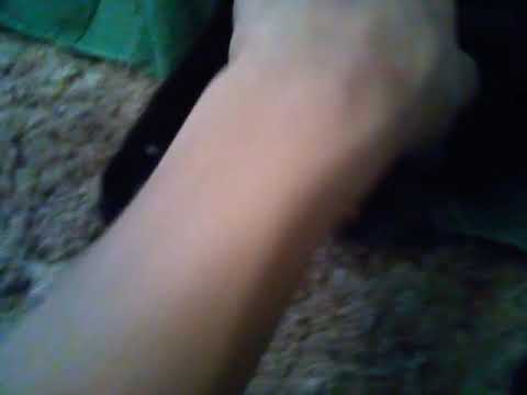 the new baby cat's 😺😺😺😺😺😺😺😺