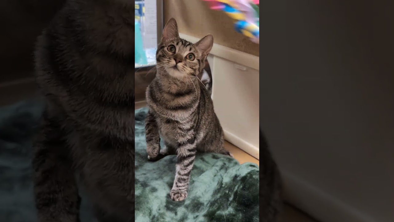 Enlarge Titania, a Adoptable mixed breed in Hagerstown, MD video 4/5