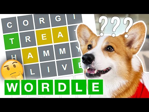 Corgis Play and WIN Wordle for the First Time