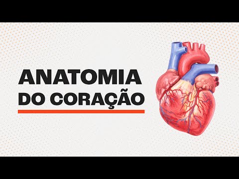 Anatomy of the HEART | How does it work?