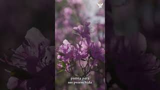 Mensagem de Boa Noite — O hoje já foi