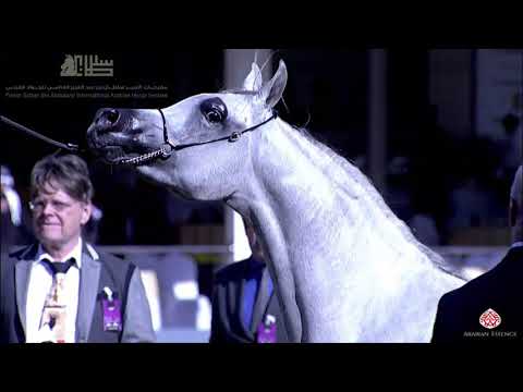 N.91 D RIHANAH - 2020 PSAIAHF Al Khalediah Show - Fillies 2 Years Old (Class 2B)