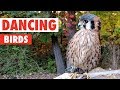 Dancing Birds | Funny Bird Video Compilation 2017