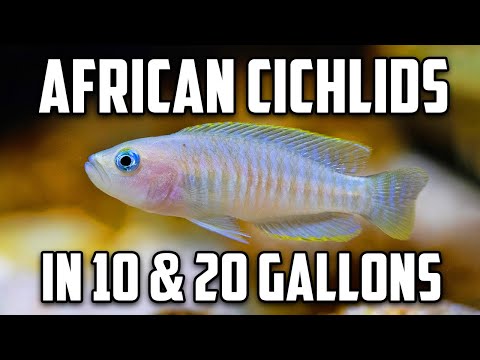 download lagu mp3 mp4 Small Cichlids For 10 Gallon Tank, download lagu Small Cichlids For 10 Gallon Tank gratis, unduh video klip Small Cichlids For 10 Gallon Tank