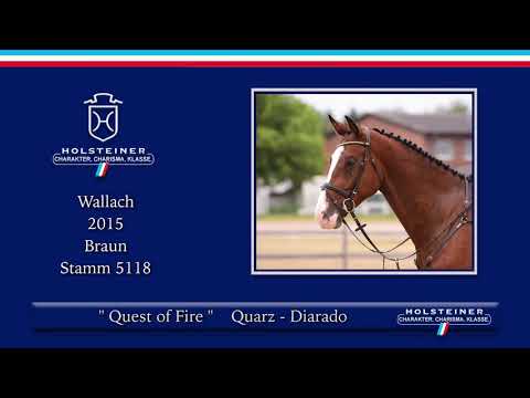 Holsteiner Sommer-Reitpferdeauktion | Nr. 15 Quest of Fire v.  Quarz - Diarado