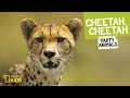 Cheetah, Cheetah | Party Animals