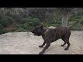Dogo Canario - Franco de la Isla de los Volcanes