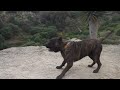 Dogo Canario - Franco de la Isla de los Volcanes Dogo Canario - Franco de la Isla de los Volcanes