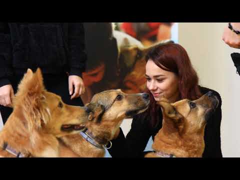 La taclale despre animale - podcast Animal Society - invitat Ștefan Olaru