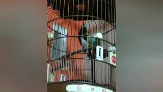 Download lagu burung anis macan neplong dan gacor mp3