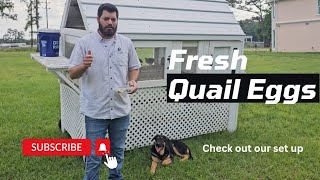 Collecting Quail Eggs & A Quick Look at Their Enclosure