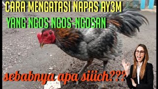 Download lagu Cara meng4t45i Napas Ay3m Senin K3mis 😂😂😂@AYAM HOBI mp3