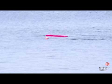 Great White attacks kayaker at Monterey Ca