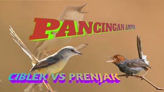Download lagu Pancingan Ciblek VS Prenjak... mp3