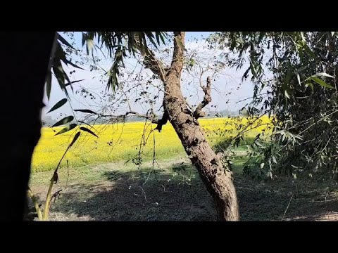 Golden flowers of mustard/#subscribe /#bangaldesh