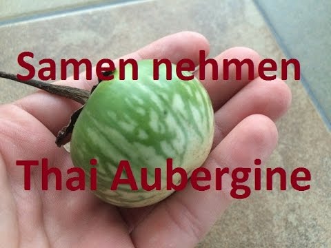 , title : '(Thai-) Auberginen verrotten lassen und Saatgut gewinnen | Samen nehmen #6'