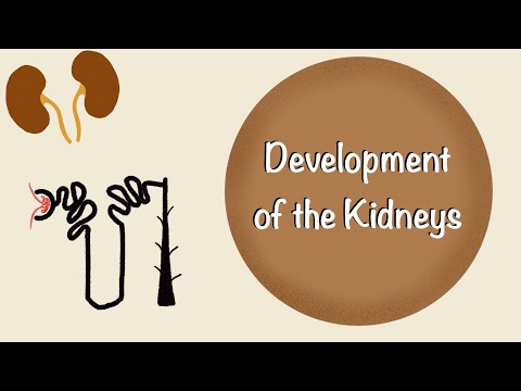 Development of the Kidneys | Renal Embryology | Development of the Urinary System | Embryology