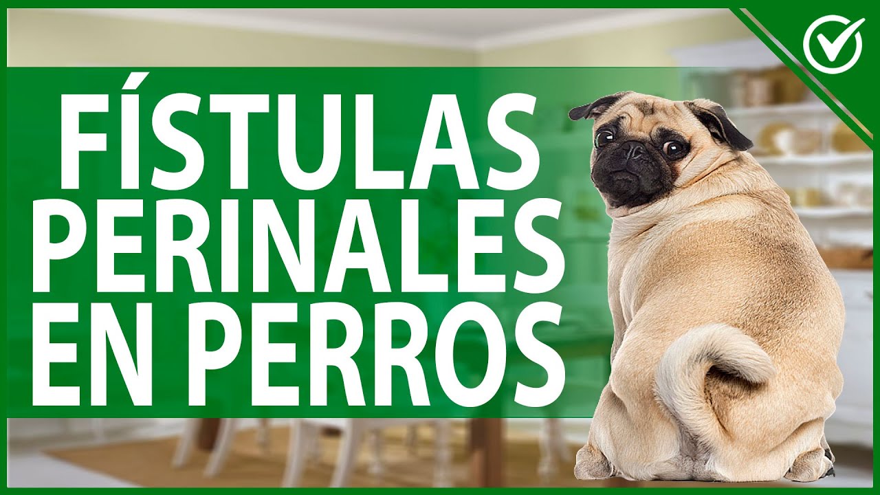 🐶 Fístulas Perianales en Perros: Cómo Limpiarlas, Síntomas y Tratamiento para Curarlo 🐶