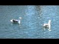 Seagulls Squawking At The Harbor