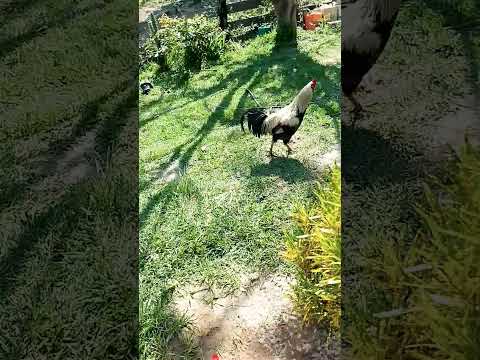 sítio Comodoro mato grosso
