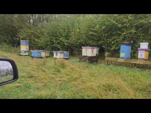Returning wet supers back onto the bees for cleaning