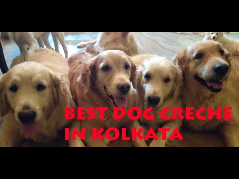 Best Dog Creche in Kolkata