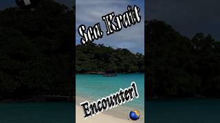 🐍 Sea Krait Encounter 🤿 #shorts