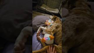 Let's put our blind dogs to bed! #dogshorts #mypet #doggielife #dogmom