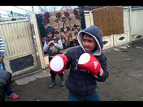 boxeri din campurelu