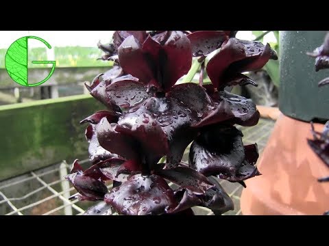 Monnierara Millennium Magic 'Witchcraft' • Rooting hormone results • Orchid collection 7 Sept 2019