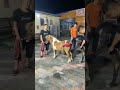 Small Horse Pussy Licking Viral Youtubeshorts Shorts Horse