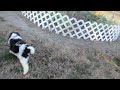 Havapoo dogs for sale: Priscilla - Video 1
