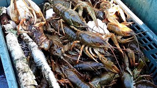 Ловля рака на раколовки осенью