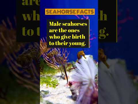 Seahorse facts #funfacts #ocean #seahorse #biology #science