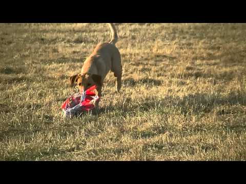 Coursing trénink 17.3.2012 - Smaila