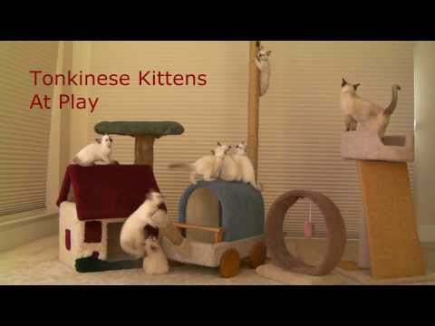 Tonkinese kittens play & train for Olympic Gymnasticats