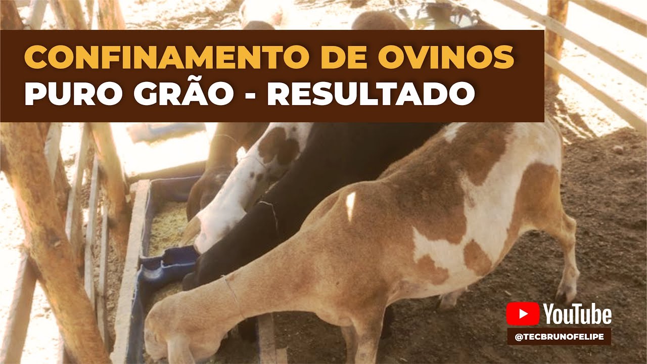 CONFINAMENTO PURO GRÃO - RESULTADO (OVELHAS #3)