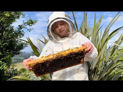 TheBeekeeper.org SAMPLE VIDEO - How & Why to Find the Queen