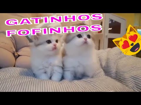 GATINHOS FOFOS E ENGRAÇADOS