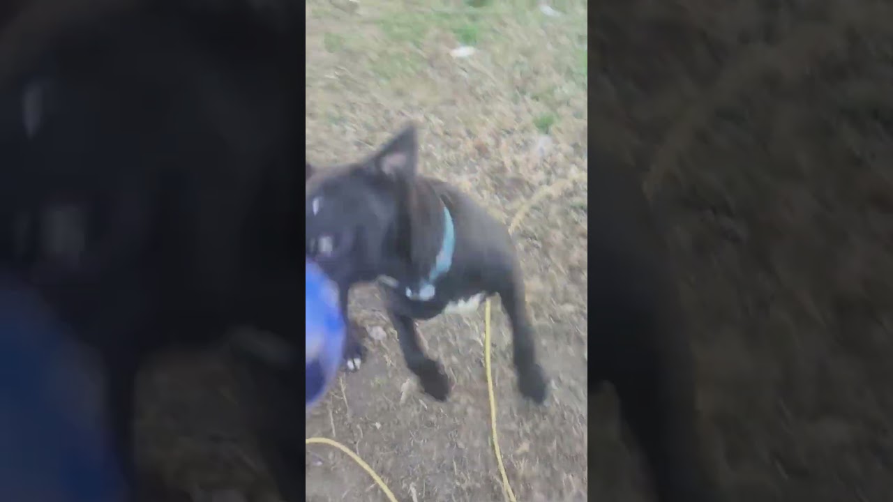 Enlarge Charlotte, a ADOPTABLE mixed breed in Warrington, PA video 6/6