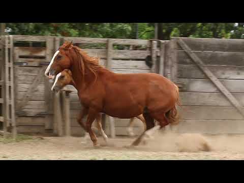 Cuyano Huinca Farrera