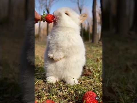 cute rabbit love to eat strawberry 🍓🐇 #rabbit #short #shorts