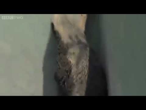 كيف فر غرير العسل